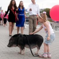 «Студия четвероногих модников» Елены Беляшовой. «Студия четвероногих модников» Елены Беляшовой.