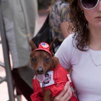 «Студия четвероногих модников» Елены Беляшовой. «Студия четвероногих модников» Елены Беляшовой.