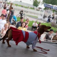 «Студия четвероногих модников» Елены Беляшовой. «Студия четвероногих модников» Елены Беляшовой.