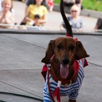 «Студия четвероногих модников» Елены Беляшовой. «Студия четвероногих модников» Елены Беляшовой.