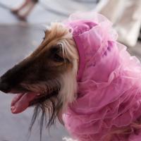 «Студия четвероногих модников» Елены Беляшовой. «Студия четвероногих модников» Елены Беляшовой.