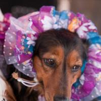 «Студия четвероногих модников» Елены Беляшовой. «Студия четвероногих модников» Елены Беляшовой.