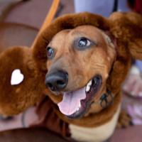 «Студия четвероногих модников» Елены Беляшовой. «Студия четвероногих модников» Елены Беляшовой.