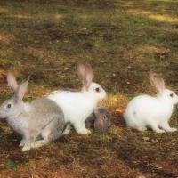 Кролики Кролики