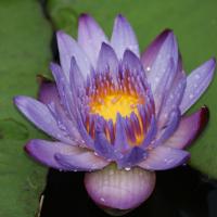 Лотос в Хардваре Лотос в Хардваре