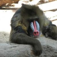 Мандрил Мандрил