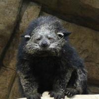 Бинтуронг Бинтуронг