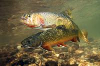 The Gambling Trout 2018 The Gambling Trout 2018